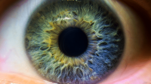 Close up picture of a human eye showing the iris and pupil